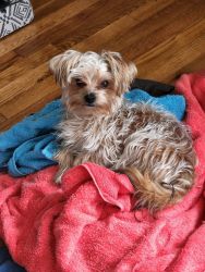 Maple the morkie for sale