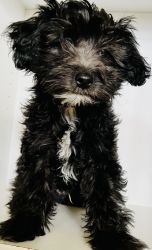 13 wk old male morkie