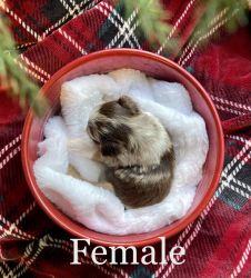 Morkie F1b puppies go home for Christmas
