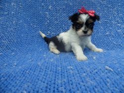 Adorable Morkie Puppies