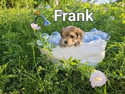 Morkie Puppies in Texas