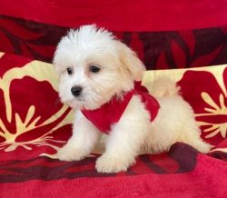 Snow White, red eared Morkie puppys, two males, one female