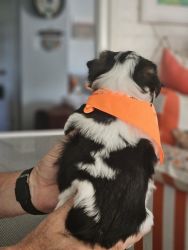 Morkie puppies (male only)