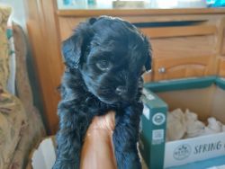 Morkie puppy female 8 weeks, ready to go loving home.
