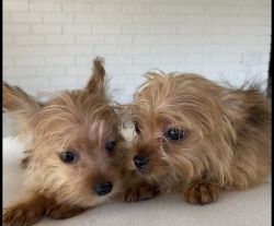 Morkie teacup puppies female and male