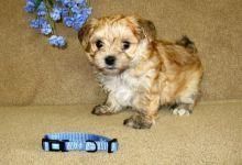 Cute And Cuddly xxxxxxxxxx Morkie Pups For Sale
