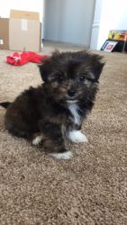 Morkie for sale