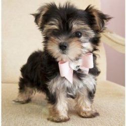Two Cute Teacup Morkie Pups for a Lovely Home