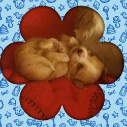 GOLDED YORKIE Puppies