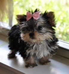 morkie Puppies for adoption