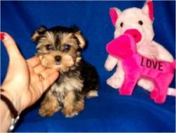 Morkie Puppies Ready NOW