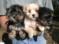 Available Now Morkie Puppies male and female