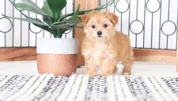 Good Nice Morkie Puppies for Sale.