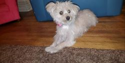 Loving Morkie Pup not even 1 yr old. Needs loving companion.