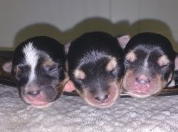 Morkie puppies need a home