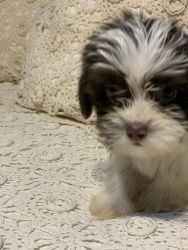 morkie puppy chocolate and white