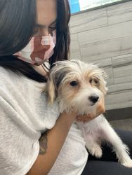7 month old Morkie for sale