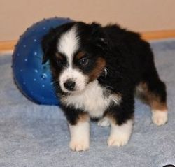ASDR Registered Mini Aussie puppies available