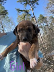 Mountain Cur puppies for sale, 6 weeks old