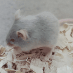 Beautiful fancy baby mice - Satin, Rex, and Smooth Coat