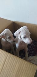Mudhol hound puppies for sale