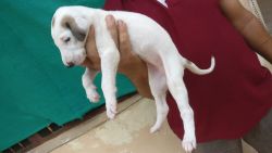Mudhol hound puppies available