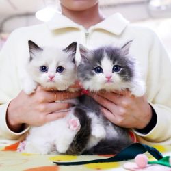 Kittens at affordable prices