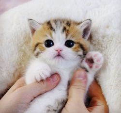 Munchkin Kitten for sale