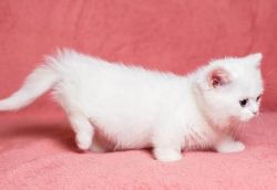 ADORABLE MUNCHKIN KITTEN READY FOR NEW HOME