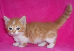 CUTE AND LOVING MUNCHKIN KITTENS FOR SALE