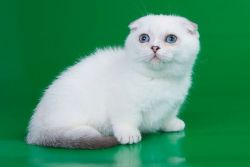 Cute Munchkin kittens for sale