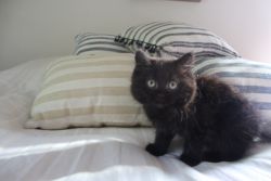 Bartlet TICA registered nonstandard Minuet Kitten