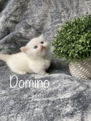 Standard Minuet kitten *Domino*