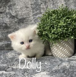 Tica Registered Standard Minuet Kitten *Dolly* -- $2,100