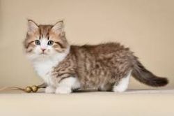 cute munchkin kittens for adoption