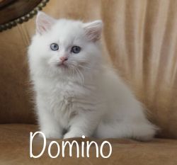 TICA registered standard minuet kitten *Domino*