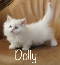 TICA registered standard minuet kitten *Dolly*