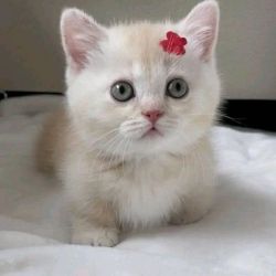 Munchkin Cats for sale near me