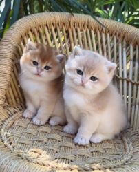 Munchkin Kittens Available