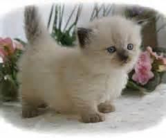 Gorgeous munchkin short leg kittens (xxxxxxxxxx)