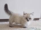 Pure breed Munchkin kittens for adoption