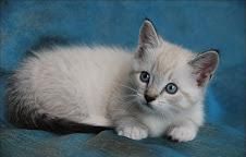 Adorable Munchkin Kitten