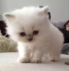 Cute Munchkin kittens for sale