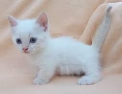 white munchkin kittens ready
