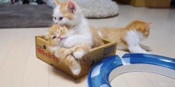 Stunning Munchkin Kittens
