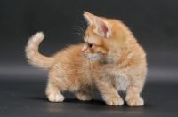 Friendly Short Legs Munchkin Kittens
