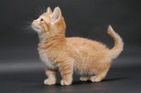 4 Munchkin kittens for adoption!