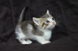 Munchkin Kitten ready for new home.Text us on (xxx) xxx-xxx9