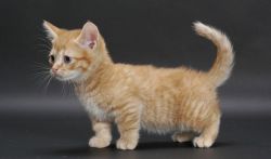 Stunning Munchkin Kitten For Re-homing.