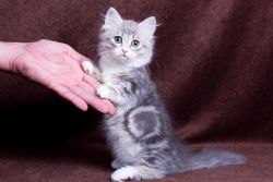 Adorable Male and Female Standard Munchkin Kittens
